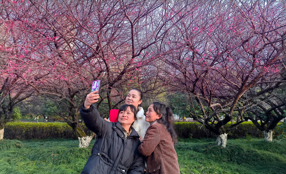 梅花 市民 绽放 争春