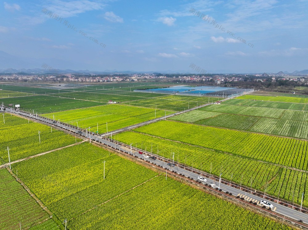 菜花
春光
道县