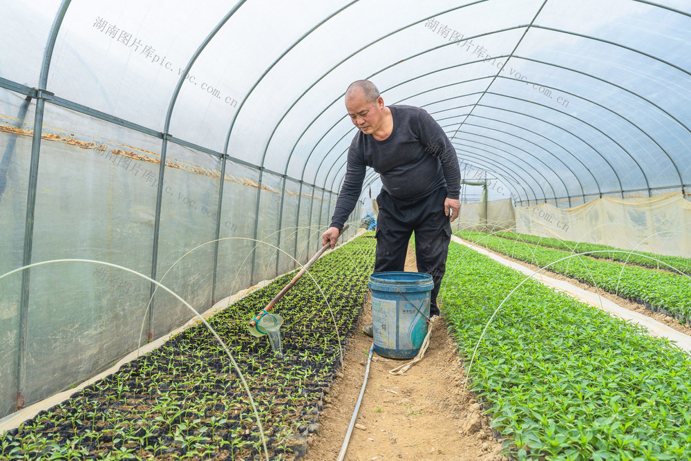 立春时节  为辣椒苗施肥浇水  人勤春早