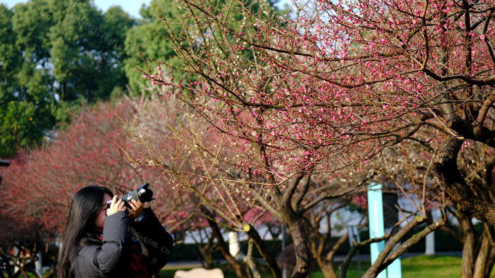 橘子洲，梅花绽放