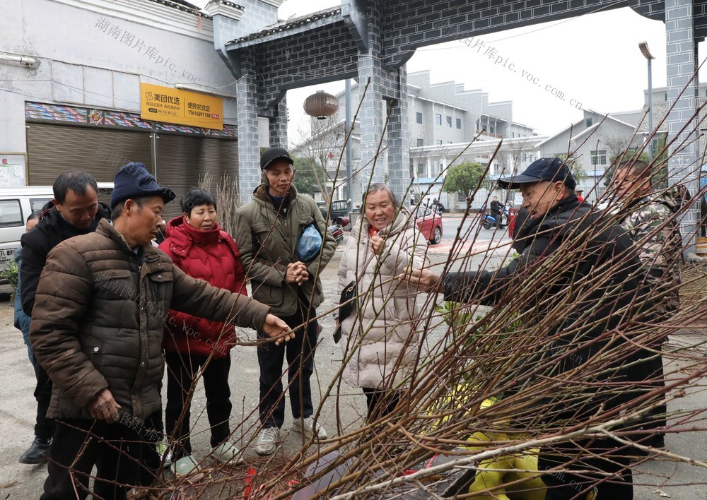 春到苗木俏   群众忙选购