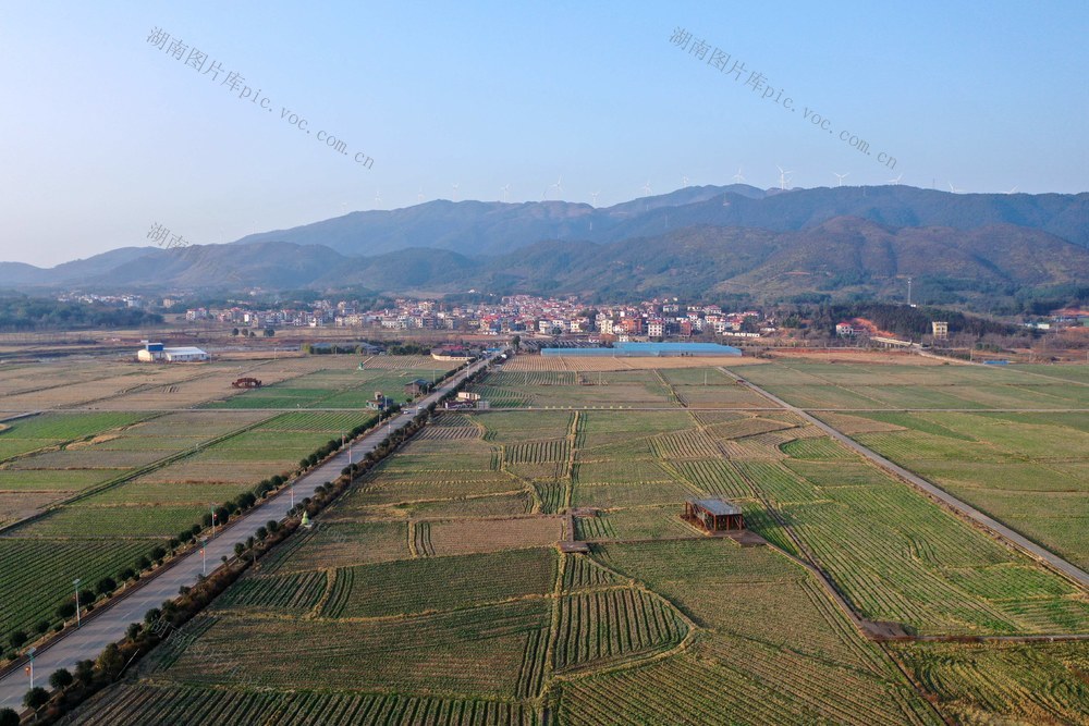 田园  乡村 道路  画卷  美丽  早春