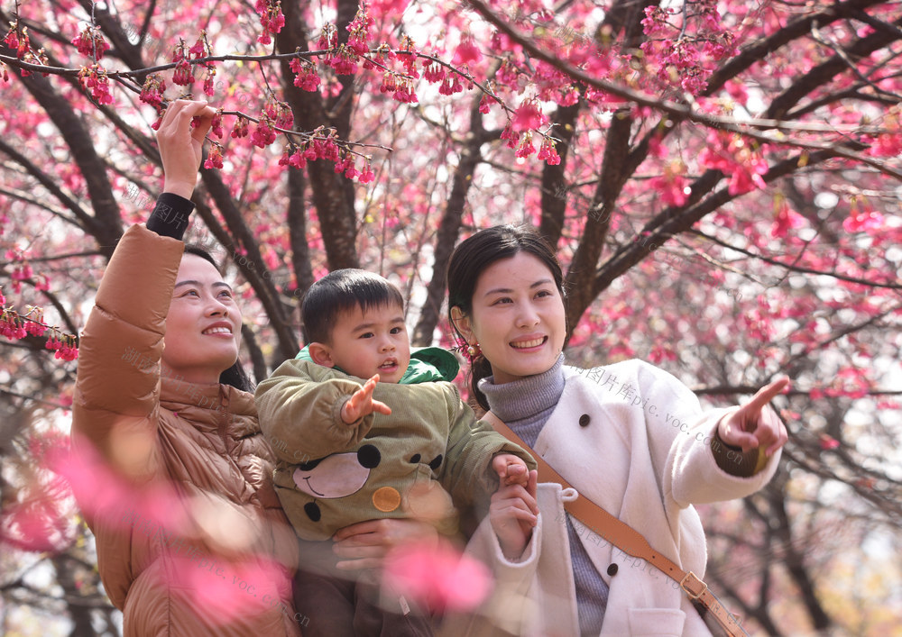 嘉禾：樱花绽放引游人