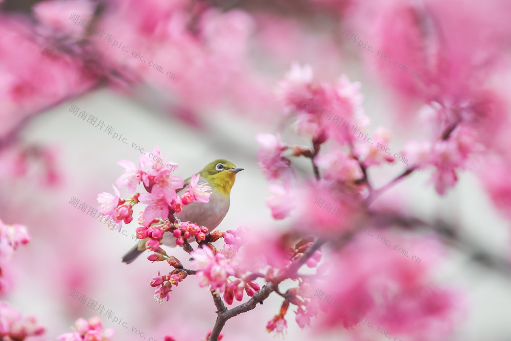 鸟 春天 自然 动物 景色 樱花 春色