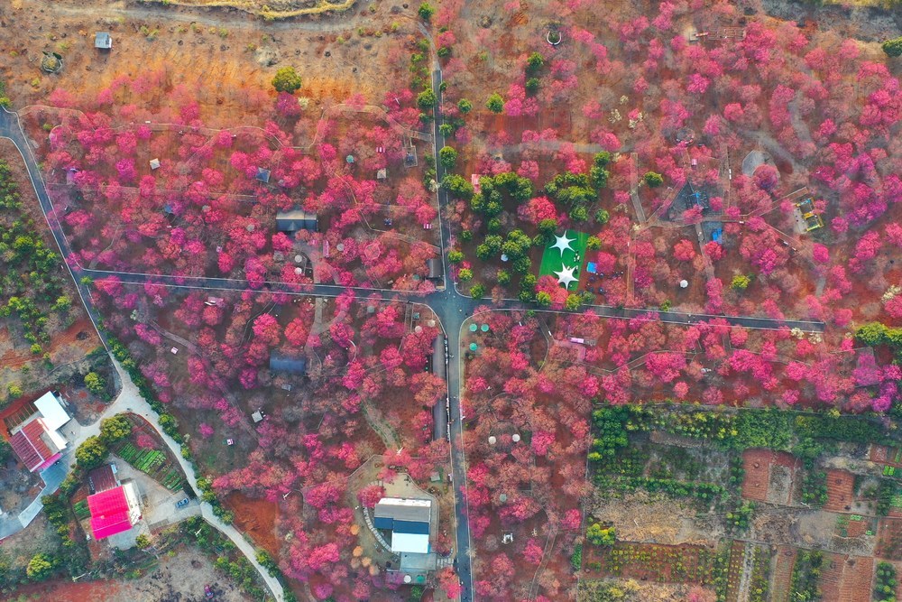 樱花 踏春 赏花 游客