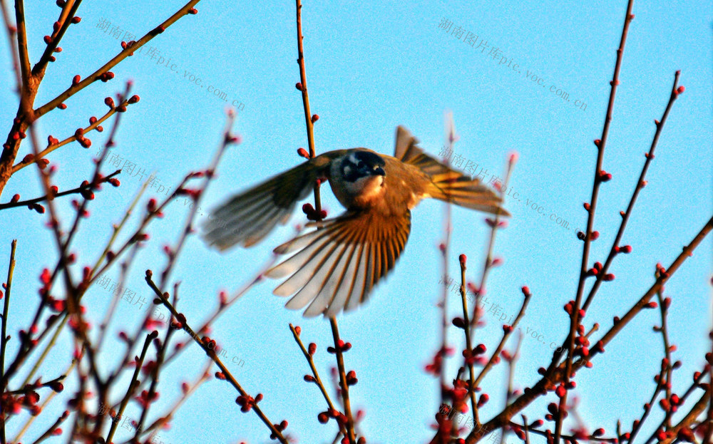 初春 梅花 小鸟  春景