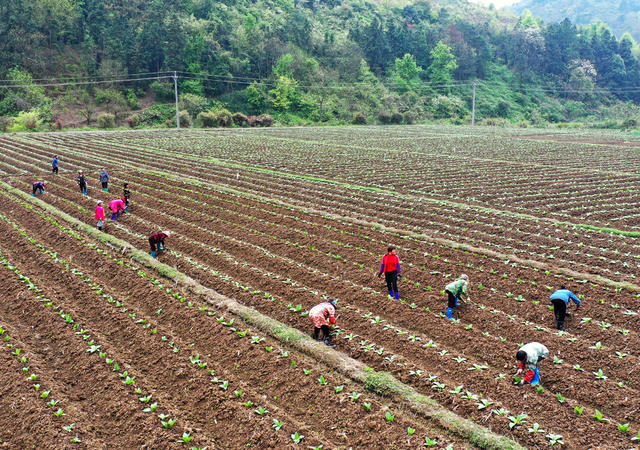 嘉禾：忙农事  促生产
