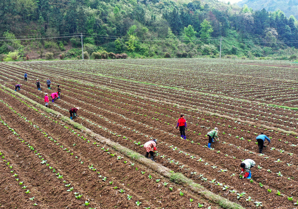 嘉禾：忙农事  促生产