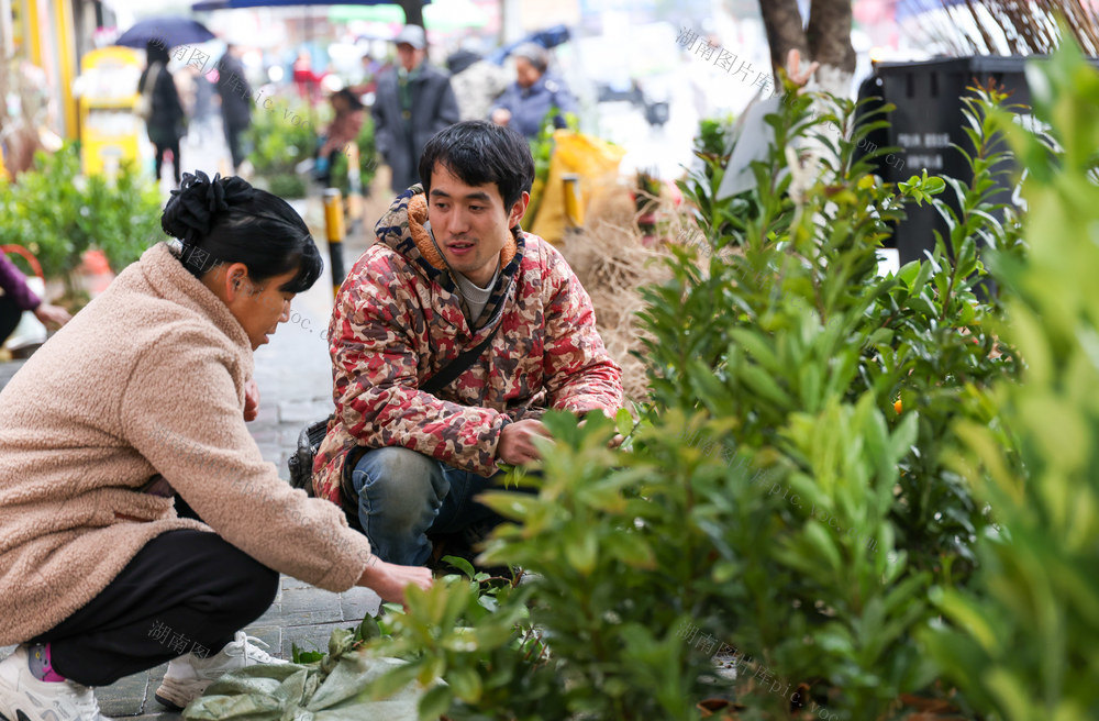 早春苗木  立春 