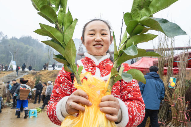 立春过后  该市苗木市场迎来购销旺季  打造金山银山