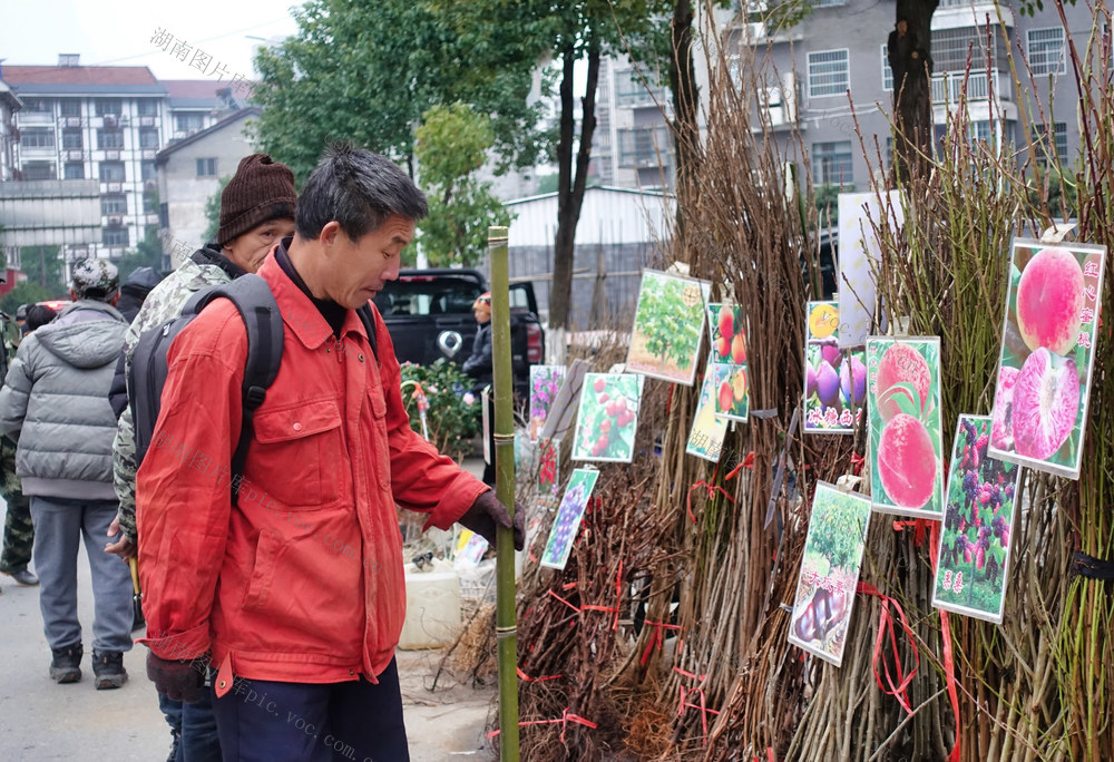 新春  苗木市场 “火”