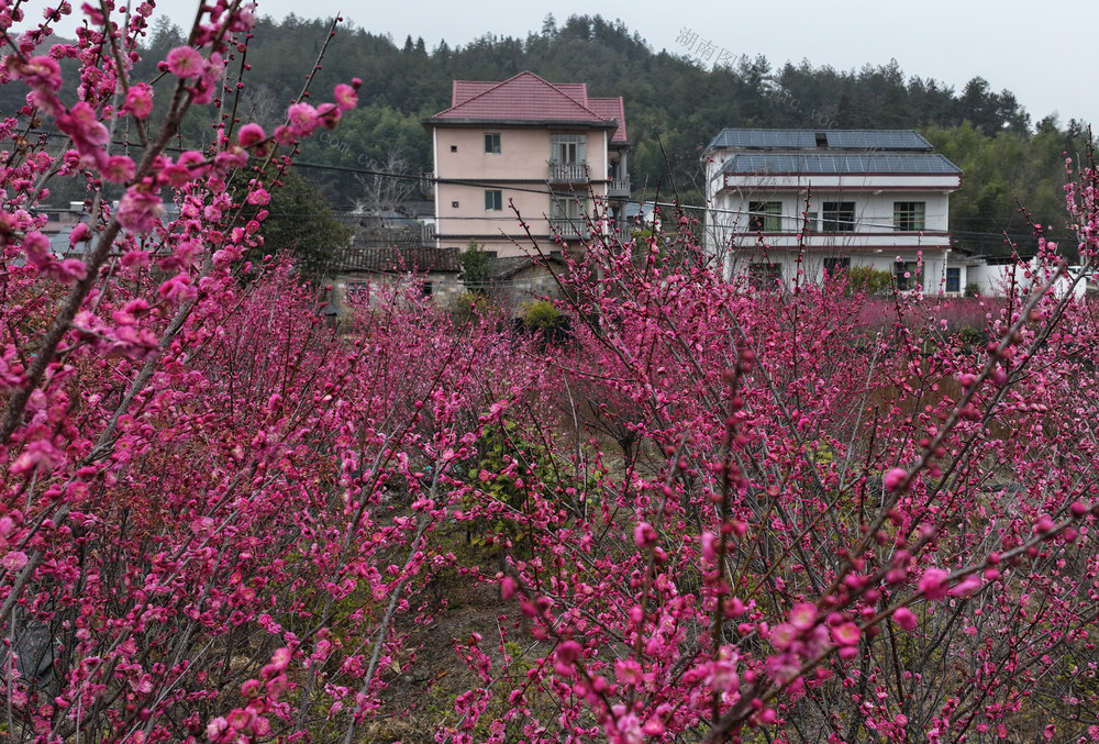 湖南桂东 农村 画 民房 梅花