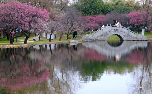 梅花绽放，橘子洲，迎新春
