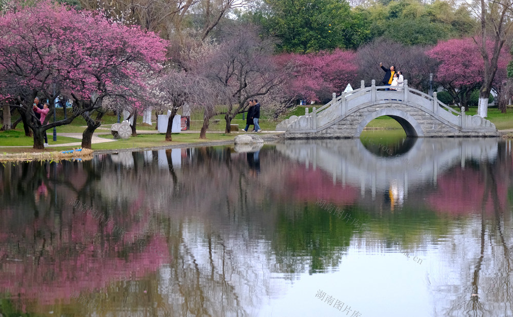 梅花绽放，橘子洲，迎新春