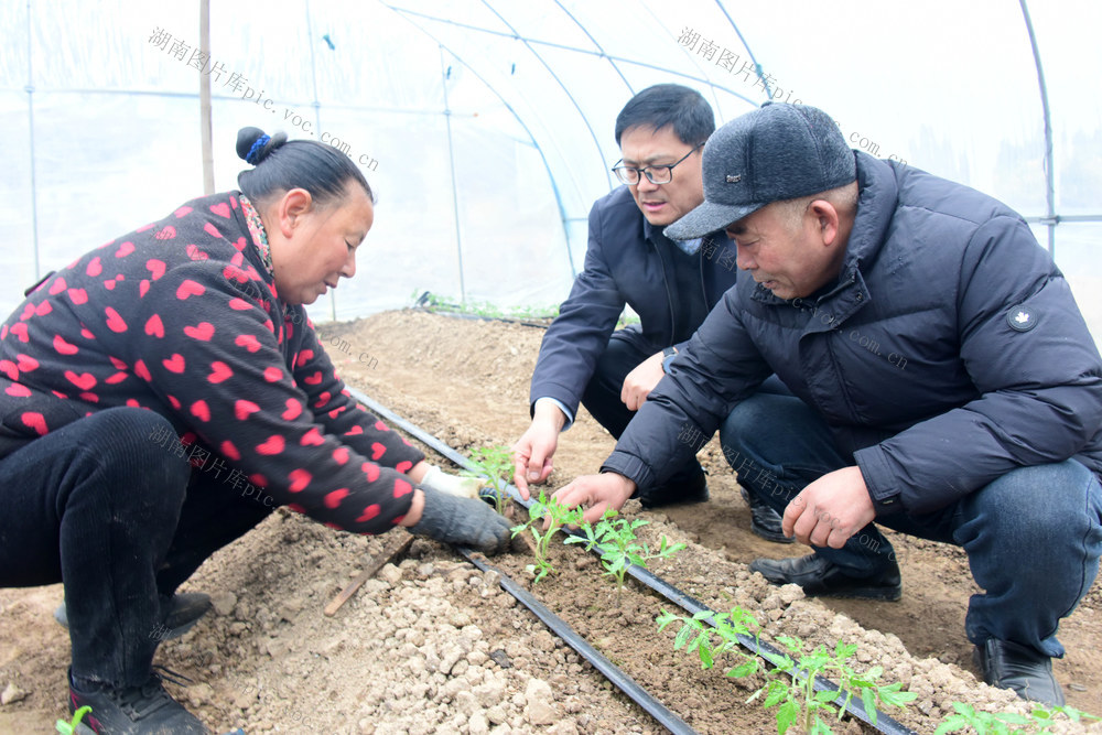 农业生产  种植业  蔬果  草莓西红柿  种植大户