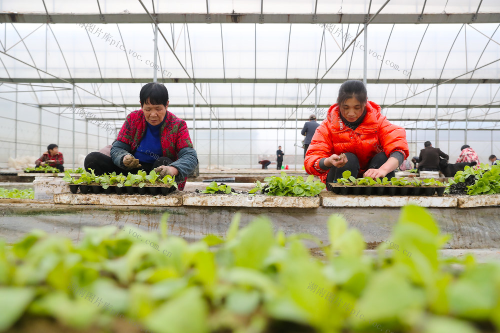 移栽  秧苗  人勤春早  农事