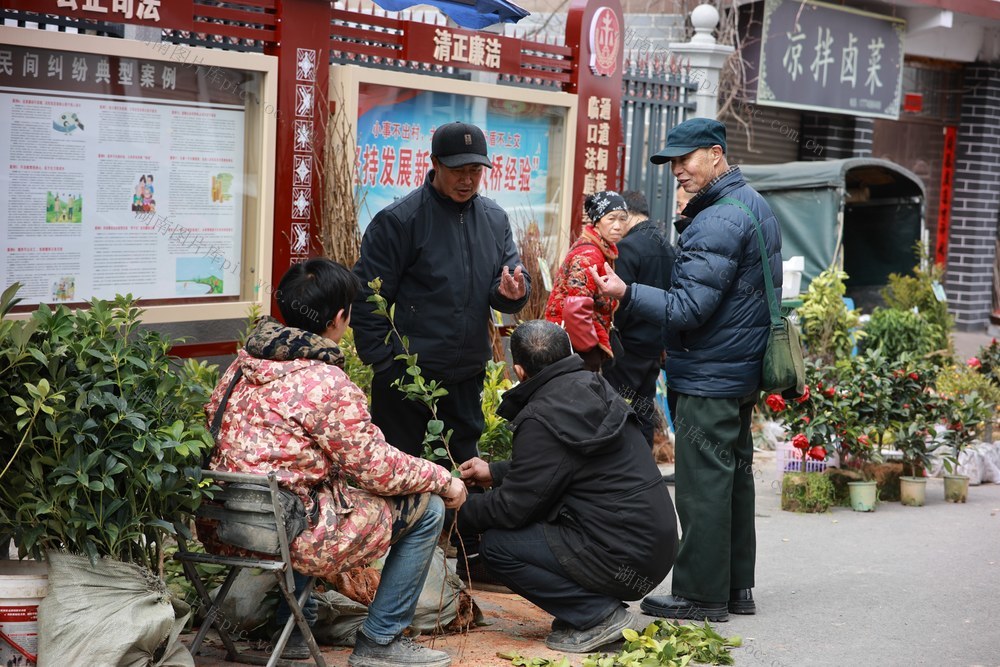 春天 苗木 种植 果树 花卉