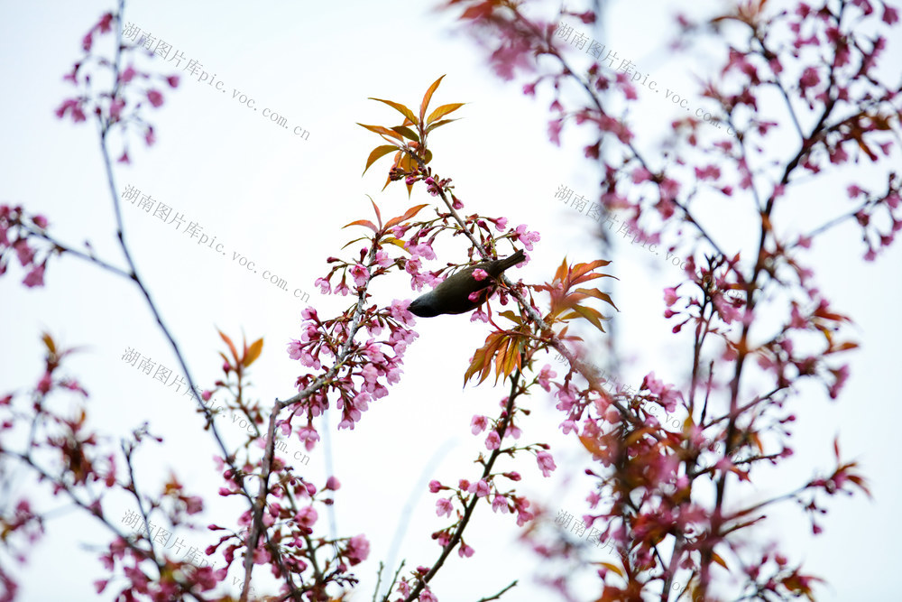 湖南，湘西，花儿，绽放，小鸟，觅食，飞翔