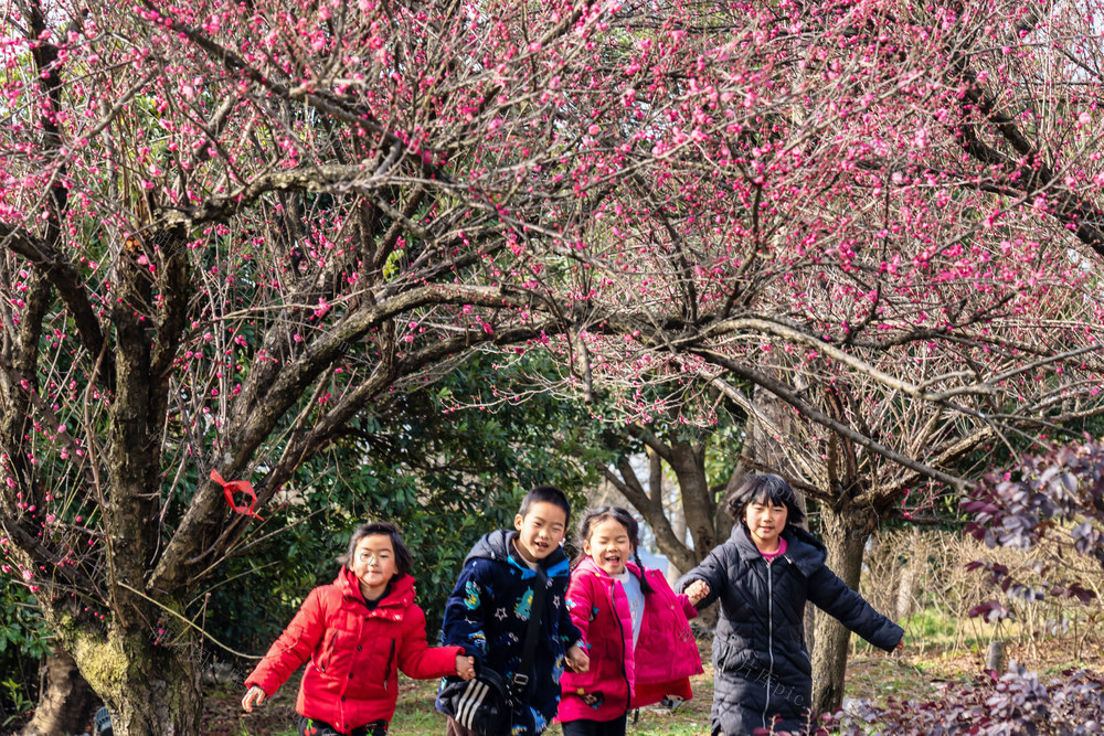 春节  花  旅游  景区  游玩  迎春  