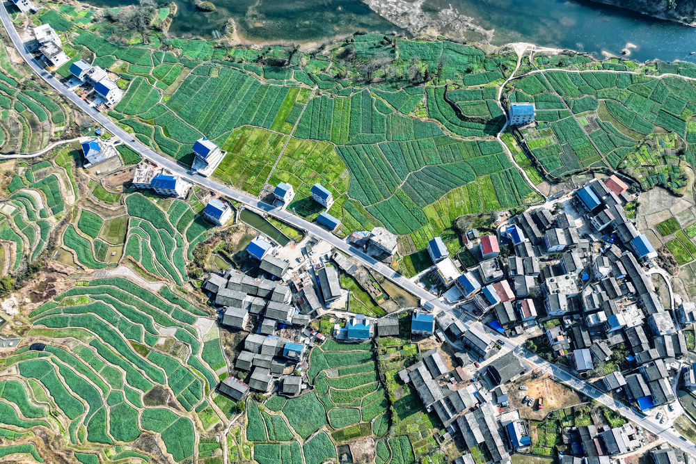 田园 田 油菜花 路 乡村