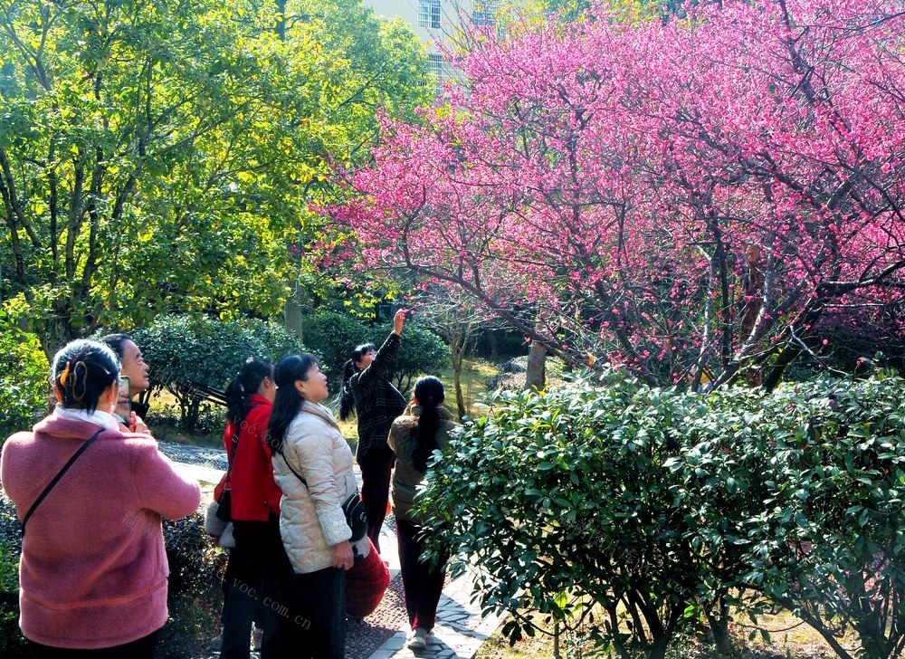 华天 梅花 市民 打卡