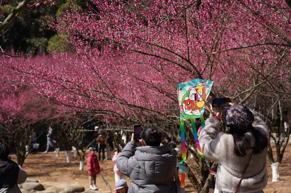 2月9日，湖南省邵阳市西苑公园梅花迎春绽放，市民纷纷前来赏花拍照，感受新春的繁花和美景，体味生活的喜悦与生机。