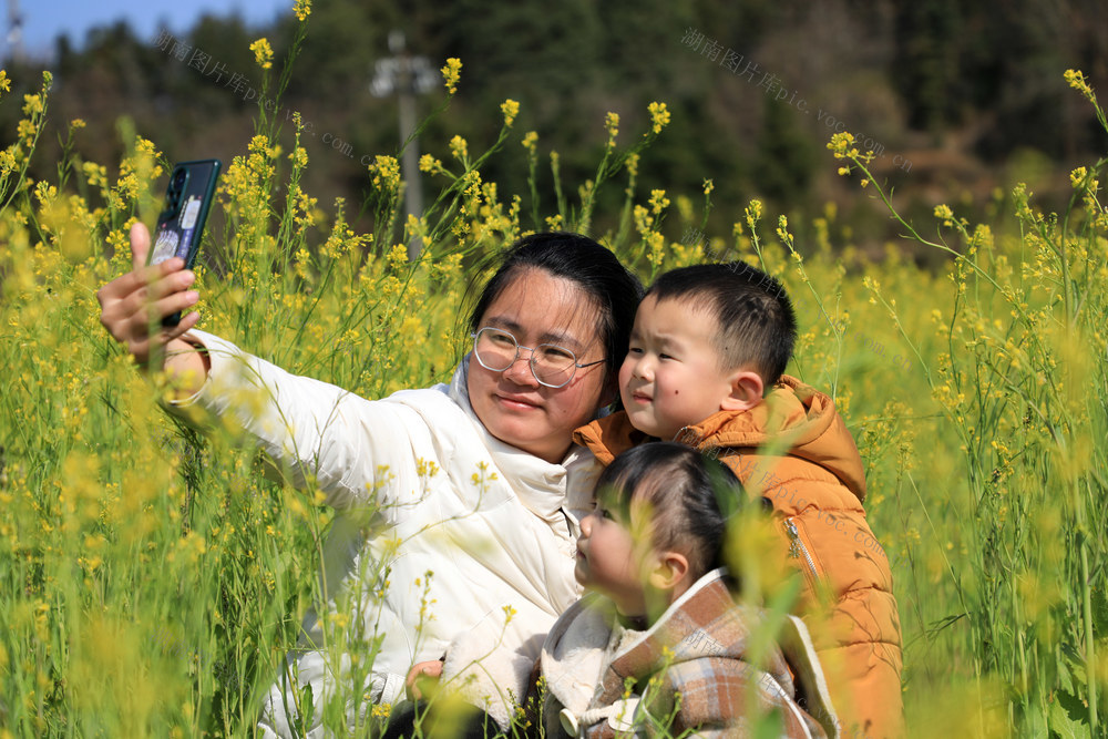 油菜花  花  游客  赏花  拍照