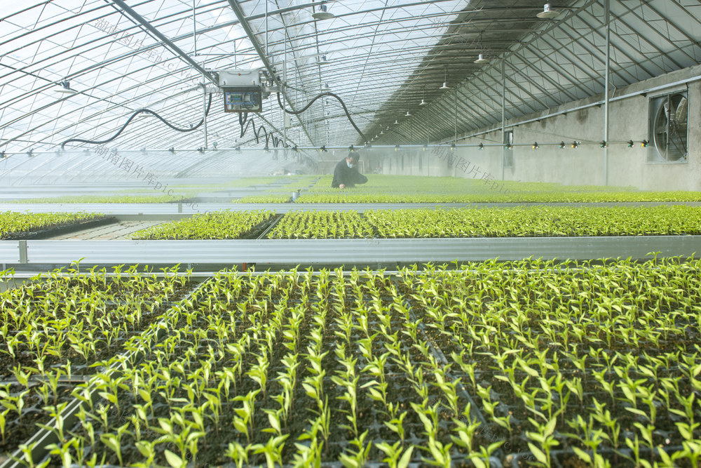 智能化 育苗 灌溉 农业生产 效率