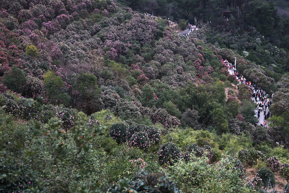 山茶花 赏花 中坡山