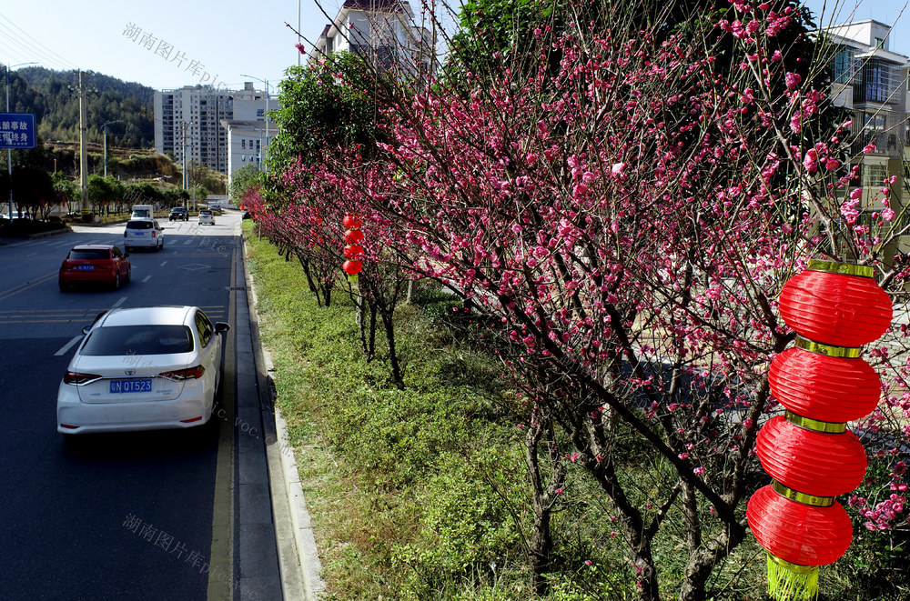 湖南 桂东大道 红梅 行 画