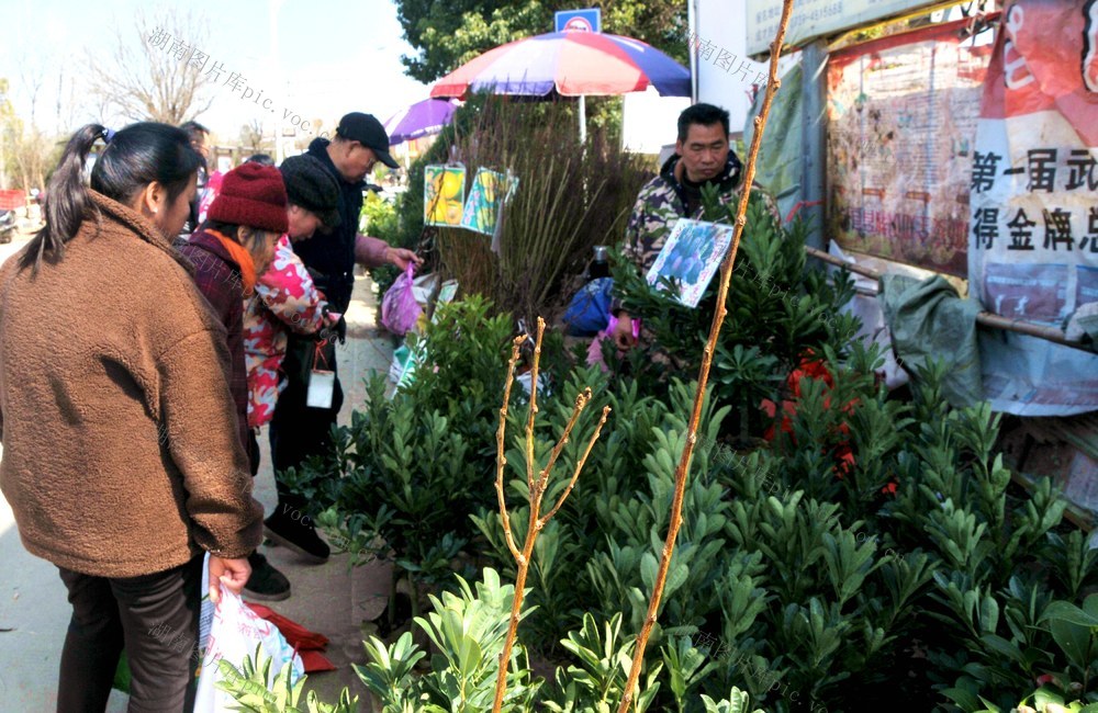 苗木  村民  致富