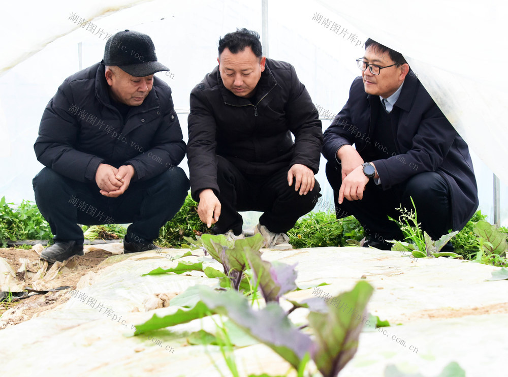 蔬菜生产  规模种植  合作社  塑料大棚  茄子  技术措施