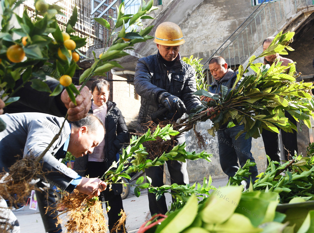 嘉禾：苗木市场购销旺