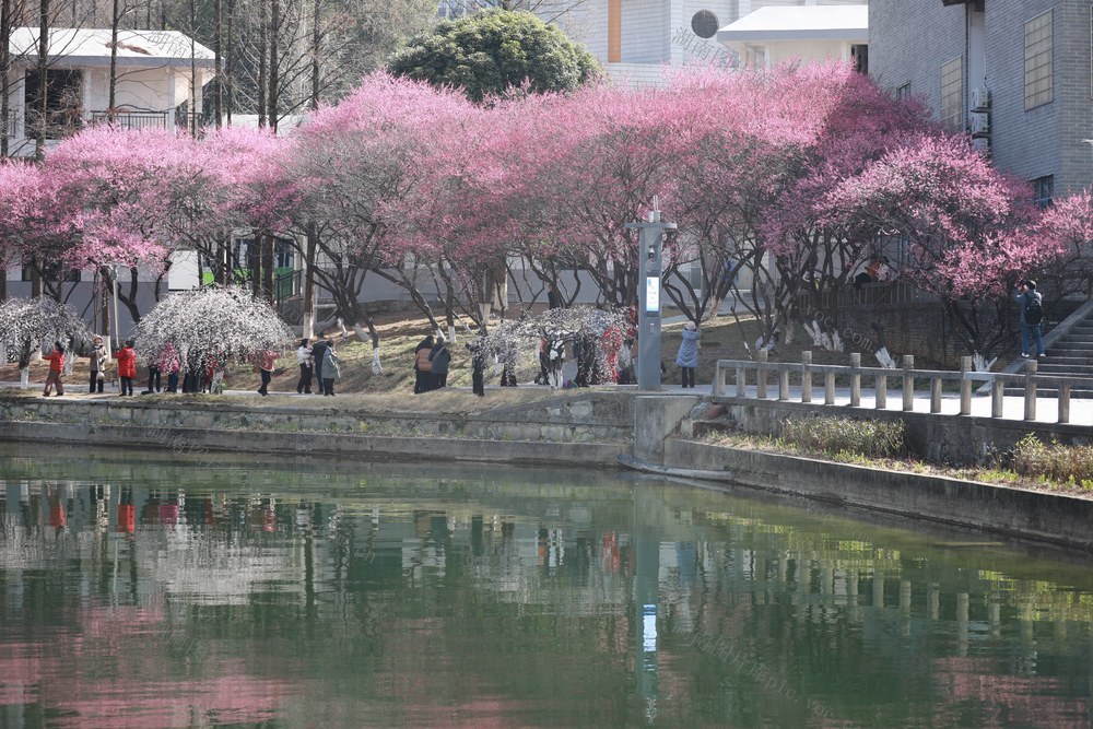 梅花  绽放  春意  大学  赏梅  休闲