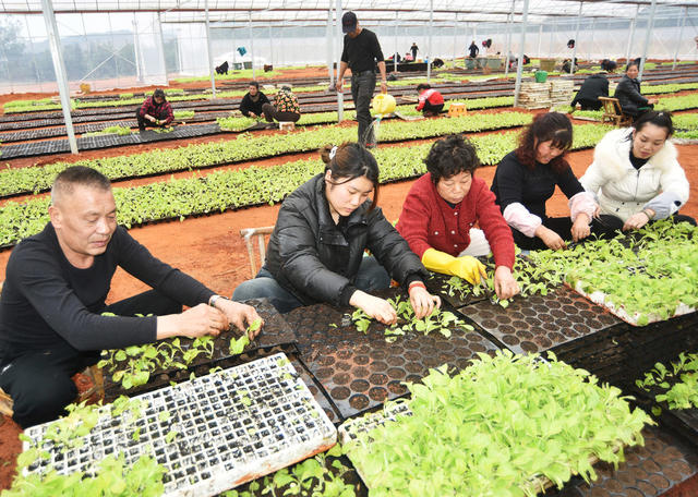 嘉禾：人勤春光好  育苗移植忙