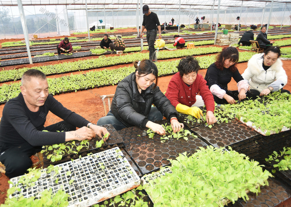 嘉禾：人勤春光好  育苗移植忙