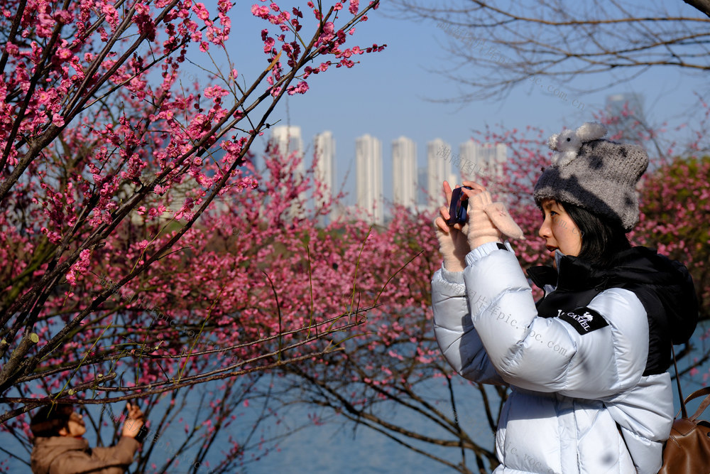 红梅迎春开，烈士公园