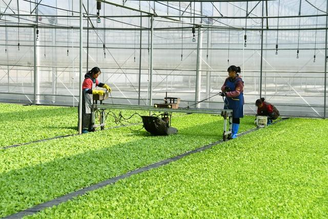  剪烟苗叶片  促壮根强茎