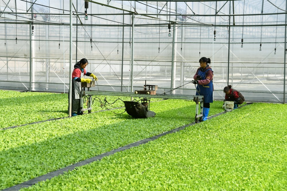  剪烟苗叶片  促壮根强茎