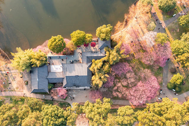 长沙 橘子洲 梅花 春光 旅游 