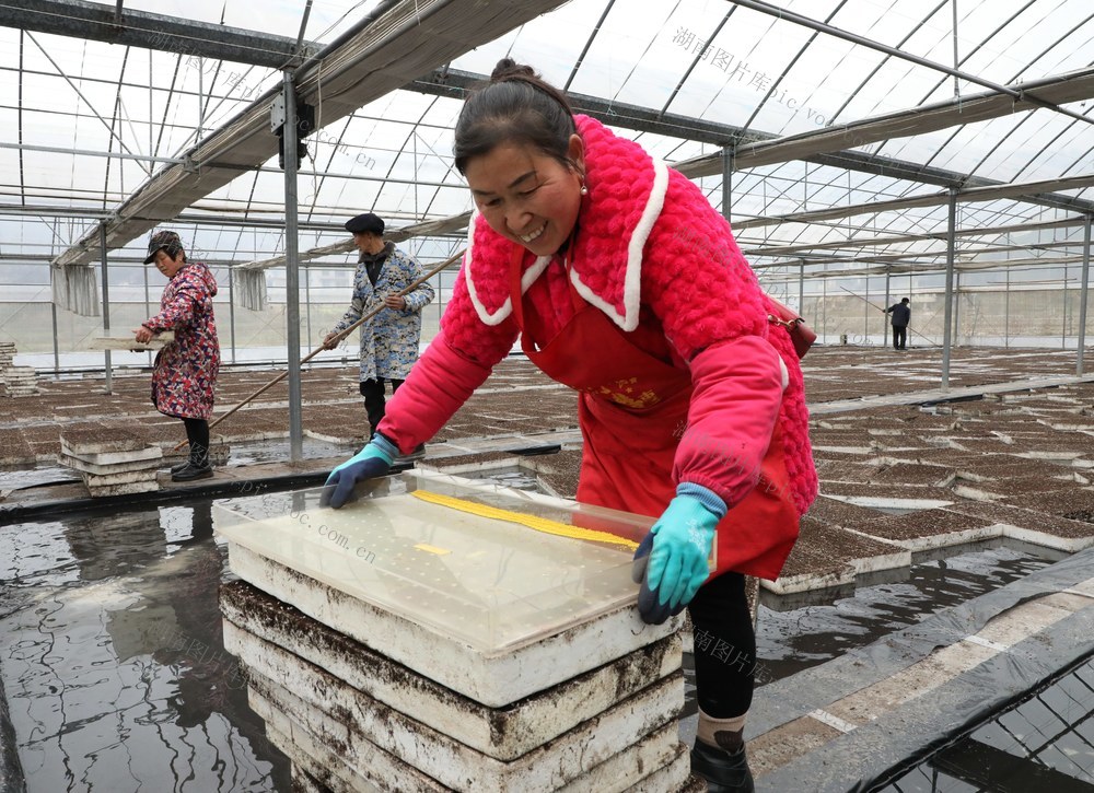 人勤春来早     大棚育苗忙