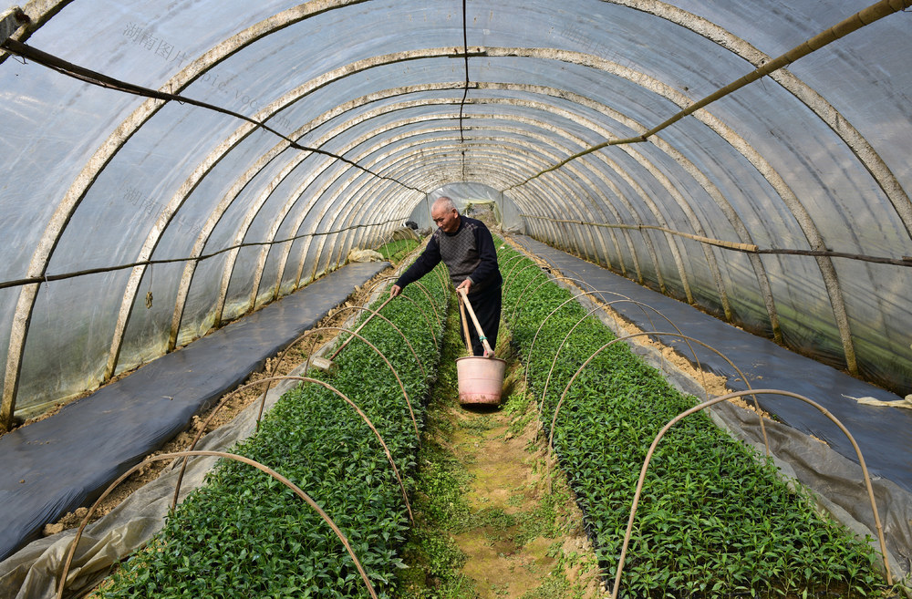 春耕 育苗 春播 农民