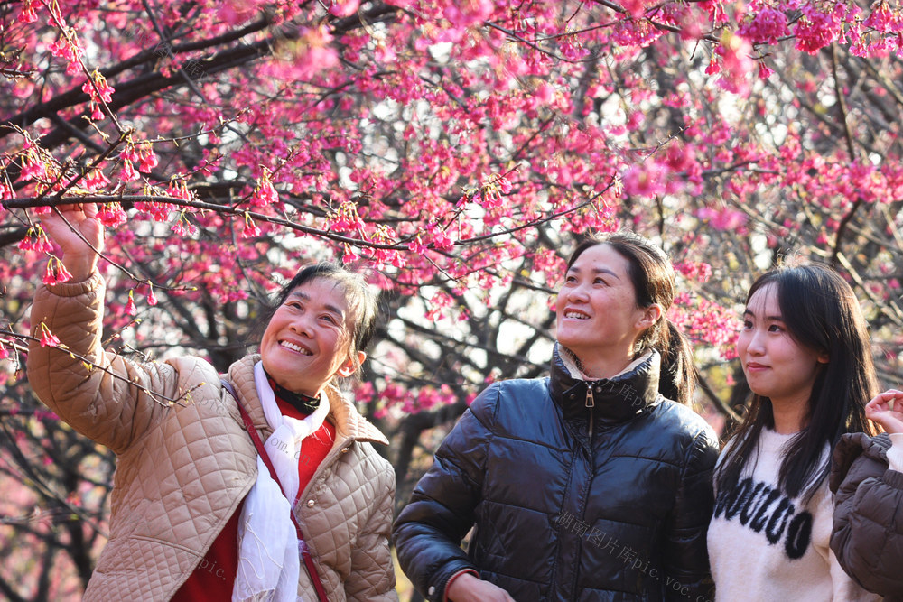 嘉禾：樱花盛开引客来