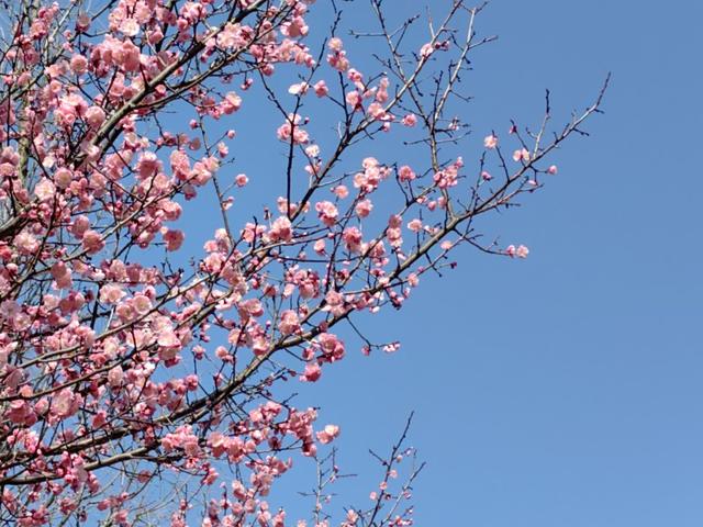 红梅 绽放 迎春来