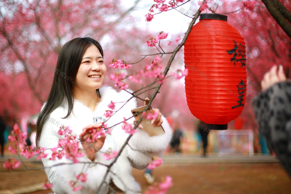 湖南  郴州  桂阳  农科所  樱花园 
 粉红佳人  台湾八重樱  香水樱 
 森林皇后  迎风绽放  游客 赏花 
 踏青  