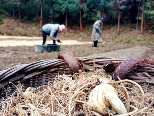 黄姜 村民 景象