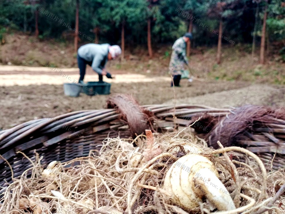 黄姜 村民 景象