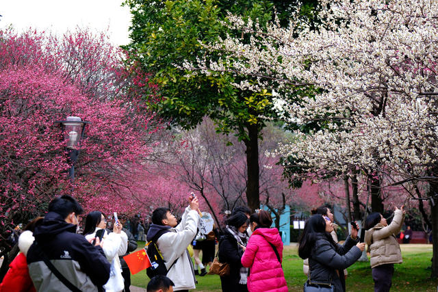 梅花绽放，橘子洲景区