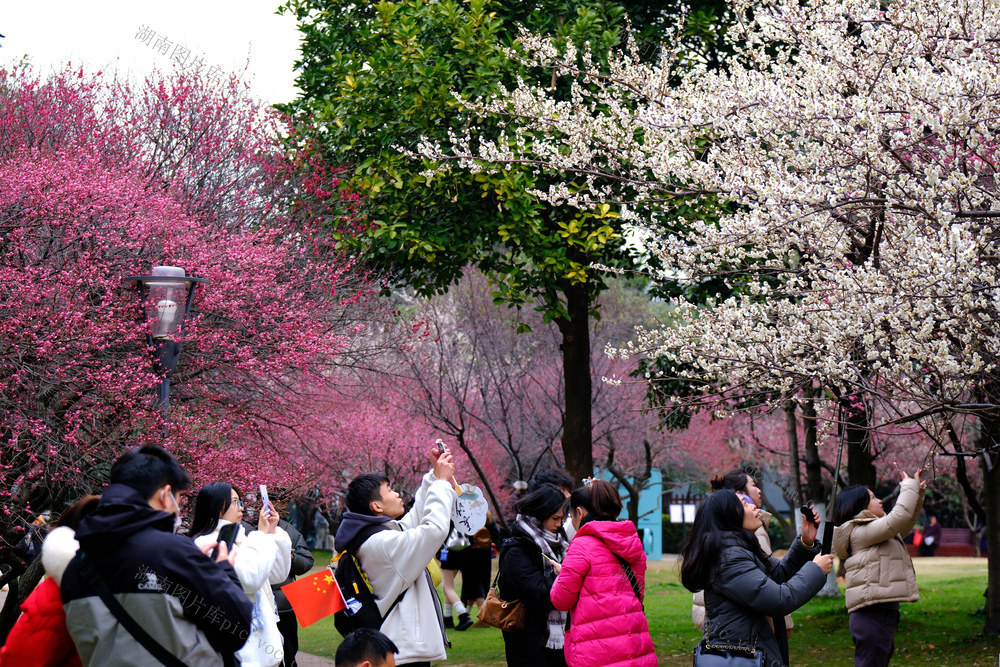 梅花绽放，橘子洲景区