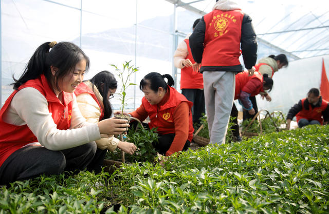 湖南桂东 早熟辣椒容器苗  移栽 志愿者